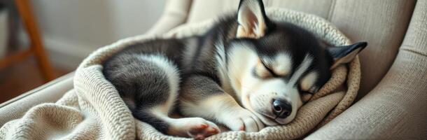 Cozy husky puppy sleeping peacefully on a soft blanket in a warm living room during daylight hours photo