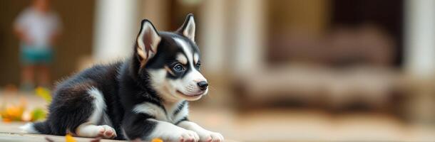 Cute husky puppy resting outdoors on a warm day with a person in the background photo