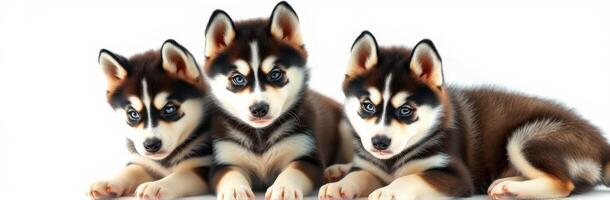 Adorable husky puppies lounging together with striking blue eyes and playful expressions at a cozy indoor setting photo