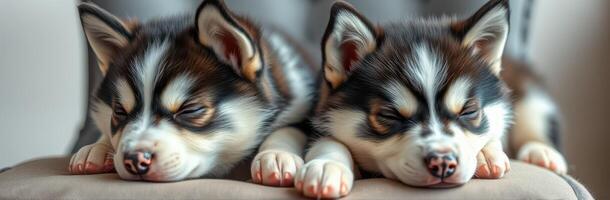 Two adorable sleeping puppies resting peacefully on a comfortable surface in a cozy indoor setting photo