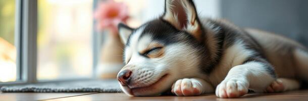 Sleeping Siberian Husky Puppy. Adorable Cute Puppy Napping in Peaceful Indoor Home Environment with Fluffy Fur and Soft Colors photo