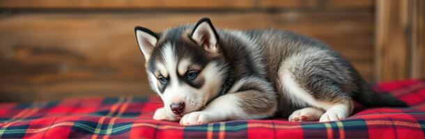 Cute Sleepy Siberian Husky Puppy with Blue Eyes on Red Plaid Blanket in Cozy Wood Background photo