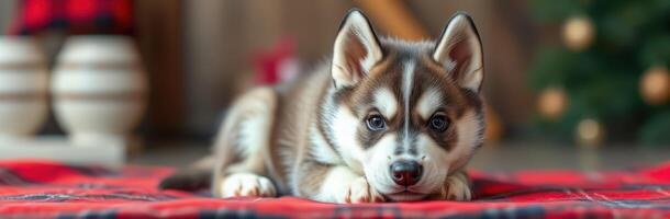 Cute and Adorable Siberian Husky Puppy Lying Down Indoors with Beautiful Blue Eyes and Fuzzy Fur in a Cozy Setting photo