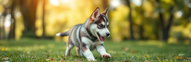 Playful Siberian Husky Puppy Running in Autumn Park with Blurred Background and Sunlight photo
