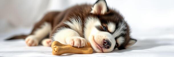 Cute Sleeping Siberian Husky Puppy on White Background with Dog Toy and Fluffy Fur photo
