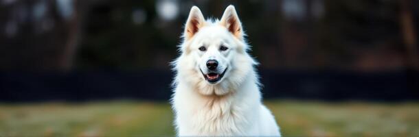 Happy Fluffy White Dog with Pointed Ears Sitting Outdoors at Dog Park in Warm Sunset Light - Vibrant Dog Portrait Photography photo