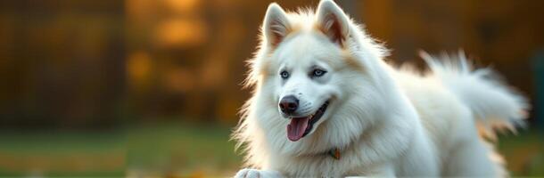 Fluffy Samoyed Dog with Blue Eyes Smiling in Autumn Outdoor Nature Setting photo