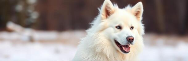 Fluffy White Samoyed Dog with Blue Eyes Smiling in Winter Wonderland Background photo