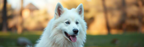 Close-Up of a Happy Fluffy White Dog in a Sunny Park with Blue Eyes and Autumn Background photo
