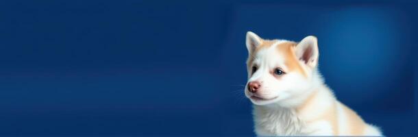 Cute Fluffy Puppy Portrait on Blue Background - Adorable Siberian Husky Mix with Innocent Gaze and Sweet Expression photo
