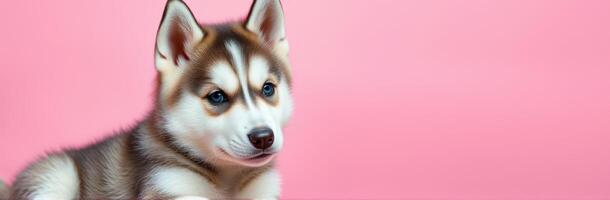 Cute and Adorable Siberian Husky Puppy with Blue Eyes on Pink Background photo