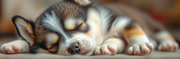Adorable Sleeping Puppy. Close-Up of a Cute Baby Dog with Fluffy Brown Fur and Tiny Paws in Dreamland photo