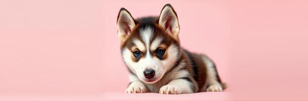Cute and Adorable Fluffy Puppy Sitting Against a Pink Background - Captivating Portrait of a Happy Siberian Husky with Tiny Paws and Playful Expression photo