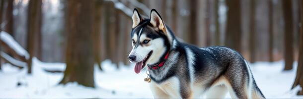 Siberian Husky in a Winter Wonderland. Playful Dog Portrait in Snowy Forest with Blue Eyes and Red Collar photo