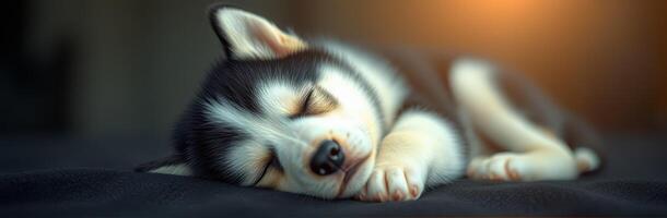 Adorable Puppy Sleeping. Close-Up Portrait of a Fluffy Siberian Husky in Warm Daylight photo