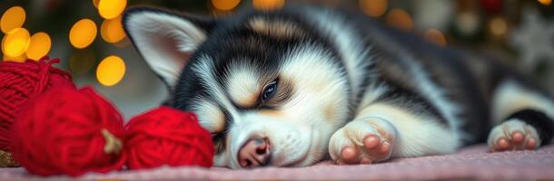 Cute Adorable Puppy Sleeping on a Cozy Pink Blanket with Fluffy Paws and Muzzle in Festive Holiday Lights Bokeh Background photo