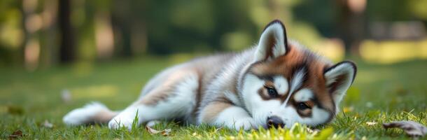 Cute Siberian Husky Puppy Lying in Grass at Park - Adorable Plush Canine Resting Outdoors in Peaceful Natural Setting photo