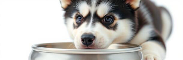 Cute Playful Puppy Close-Up with Big Eyes and Fluffy Fur in Food Bowl - Adorable Alaskan Malamute and Siberian Husky Pet Photography photo