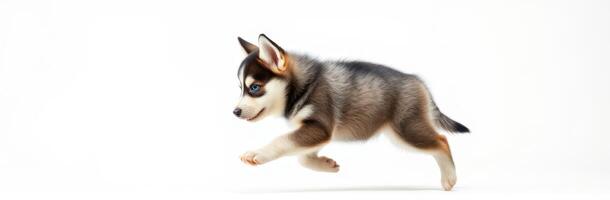 Playful Siberian Husky Puppy with Blue Eyes Jumping on White Background - Cute Energetic Young Dog in Action photo