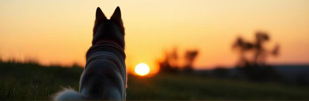Dog Silhouette at Sunset. Serene Evening Landscape with Nature's Vibrant Glow photo