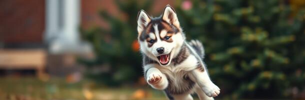 Energetic Siberian Husky Puppy Jumping and Playing Outdoors in Autumn Grass with Adorable Fluffy Fur and Blue Eyes photo