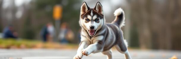 Playful Siberian Husky Puppy with Blue Eyes Leaping in Nature's Park - Cute and Energetic Dog in Vibrant Action with Wagging Tail photo
