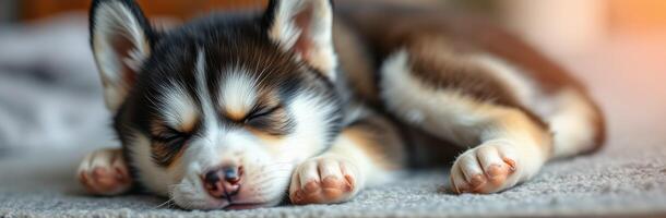 Sleeping Puppy Close-Up. Adorable and Cute Dog Napping on Cozy Rug with Blurred Background photo