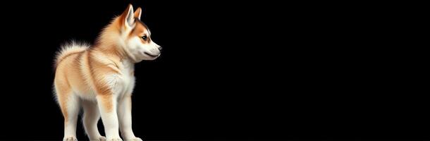 Cute Puppy Siberian Husky Portrait on Black Background - Adorable Young Dog with Fluffy Fur and Playful Expression photo