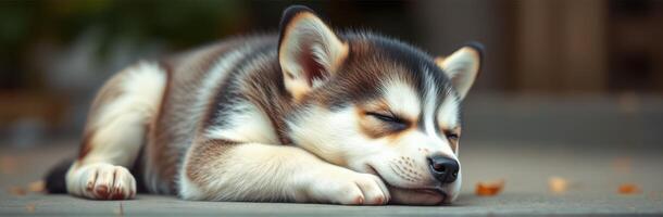 Adorable Sleeping Siberian Husky Puppy in Nature, Relaxed and Peaceful with Soft Light and Blurred Background photo