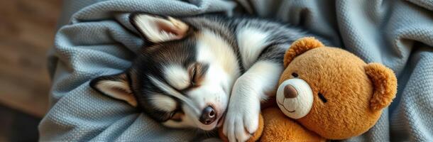 Cute Puppy Sleeping Cozy with Teddy Bear on Warm Blanket - Adorable Husky Napping Time photo