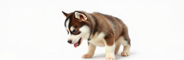 Cute Fluffy Siberian Husky Puppy Portrait with Blue Eyes on White Background photo