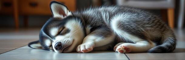 Cute Sleeping Puppy on Cozy Tile Floor. Adorable Black and White Dog Napping Indoors in Serene Atmosphere photo