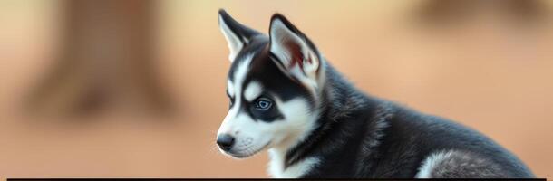 Cute and Playful Siberian Husky Puppy with Blue Eyes and Fluffy Fur in Nature Background - Adorable Close-Up Portrait for Dog Lovers photo