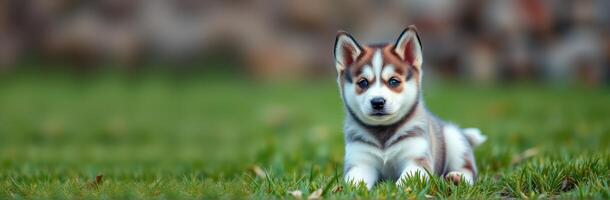 Cute Playful Siberian Husky Puppy Playing on Green Grass Outdoors with Bright Eyes and Adorable Expressions photo