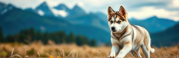 Playful Siberian Husky Puppy with Blue Eyes in the Scenic Mountains. Adorable Canine Adventure in Nature's Wilderness photo