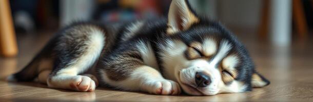 Adorable Sleeping Puppy. A Cute and Furry Husky in Peaceful Slumber Indoors photo