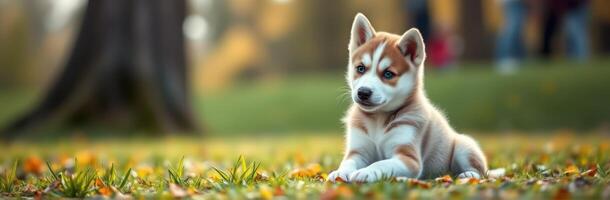 Adorable Siberian Husky Puppy with Blue Eyes Relaxing on Grass Surrounded by Autumn Leaves in a Sunny Park photo