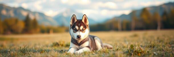 Cute Siberian Husky Puppy with Blue Eyes Playing in a Scenic Meadow under a Sunset in the Wilderness photo
