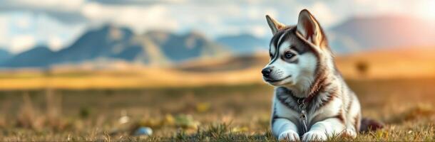 Cute and Adorable Siberian Husky Puppy Portrait in Nature During Golden Hour with Vibrant Colors and Mountain Background photo
