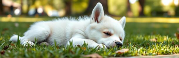 Cute Adorable Sleeping Puppy with White Fur in a Sunny Park Garden. Closeup of Relaxed Young Dog Snoozing on Grass with Gentle Breeze and Background Blur photo