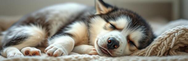 Cute Adorable Puppy Sleeping Snuggled in Warm Blanket - Fluffy Siberian Husky with Tender Moment and Sweet Dreams photo