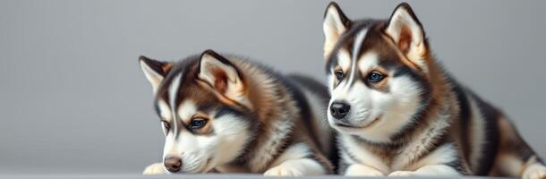 Cute and Adorable Siberian Huskies. Playful Puppy Companionship and Bonding Together on a Gray Background photo
