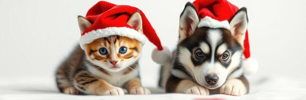 Cute Kittens and Puppies in Santa Hats Celebrating Christmas Together in Festive Attire on a White Background photo