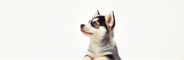 Cute Siberian Husky Puppy Portrait with Blue Eyes on White Background photo
