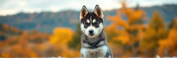 Cute Siberian Husky Puppy in Autumn Forest with Fall Foliage and Natural Light photo