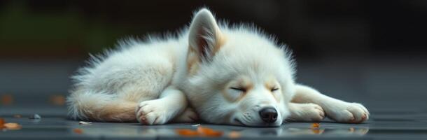Cute Fluffy Puppy Sleeping Peacefully. Adorable White Fur Canine Napping with Tired Innocent Face photo