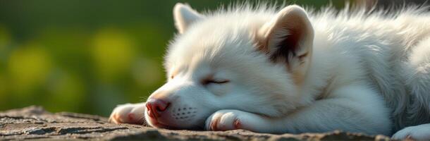 Sleeping Puppy in Sunlight. Adorable White Fur Canine Relaxing Indoors, Close-Up of Fluffy Pet Napping Peacefully photo