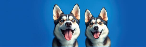 Adorable Smiling Dogs. Two Playful Siberian Huskies with Happy Expressions on a Blue Background photo