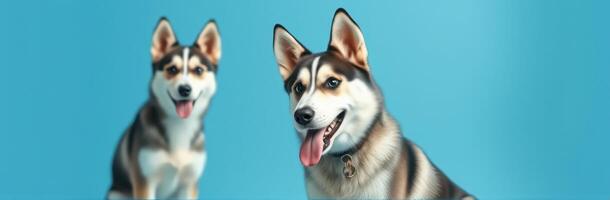 Siberian Husky Portraits. Happy Dogs Smiling on Blue Background - Pet Photography of Two Furry Companions photo
