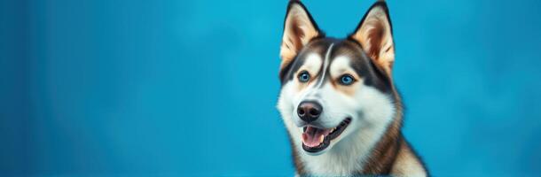 Siberian Husky Closeup Portrait with Blue Eyes and Happy Expression on Blue Background photo